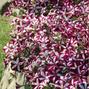 Wave Burgundy Star Wave Petunia Jumbo 6 pack 17.99 sale price